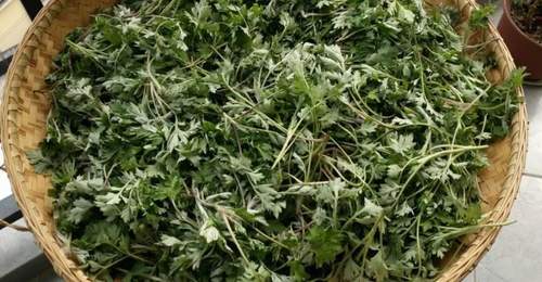 入夏后最该吃什么？这几种鲜嫩野菜别错过，清香可口风味佳！