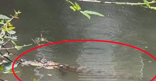 上海一小区内出现鳄鱼,当地:系2岁暹罗鳄,初步判断是人为遗弃,暂收容至动物园