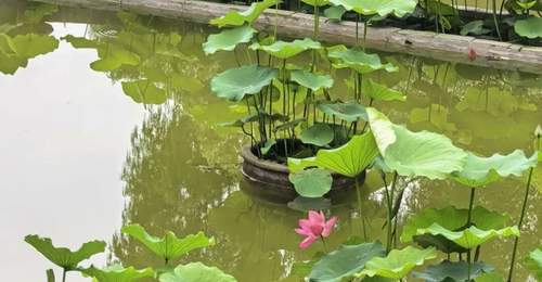 温州夏日限定!满屏荷花上线!