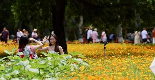 视点｜盛夏鎏金花海上线！奥森硫华菊烂漫盛放