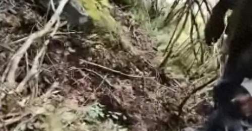 四川57岁男子独自进山捡菌子失踪,3天后找到时已身亡,现场发现熊窝熊粪;康定林草局:若核实为熊袭击致身亡将赔付