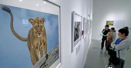 定格自然之美!国际野生生物摄影展亮相杭州