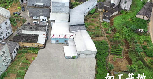 五山茶叶规模怎么样