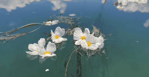 泸沽湖乘猪槽船游海菜花 成都游客赞净水美景值回行程