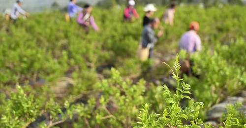 湖北来凤深山藤茶开摘 体验先苦后甜的山野茶香