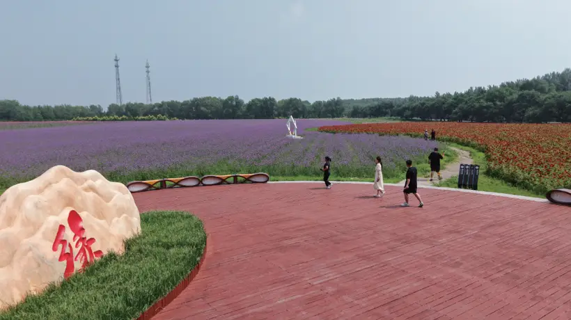 查干湖契丹岛百花园千亩花海盛放 游客沉浸式赏湖花交融景致