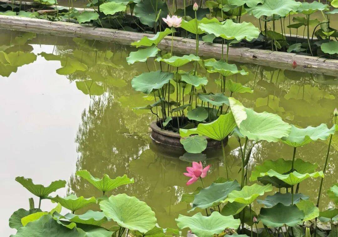 温州夏日限定！满屏荷花上线！