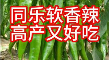软香辣尖椒软皮椒种子