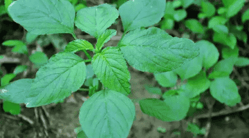 绿苋菜的营养价值?