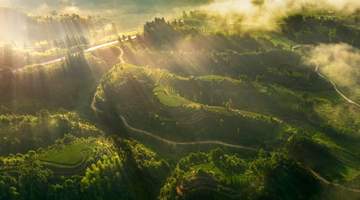 2026山东济南茶博会|每天认识一款茶:柘荣高山茶的山野风骨