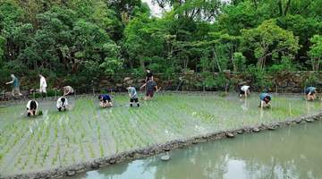 阿里管理层团建插秧，周靖人传离职后现身
