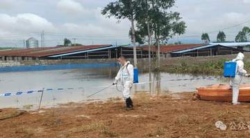 广西宾阳通报“养殖场大量生猪死亡”:积水过深无法通车,死猪一时难以打捞,造成部分死猪在场内漂浮,预计7月11日完成无害化深埋处理