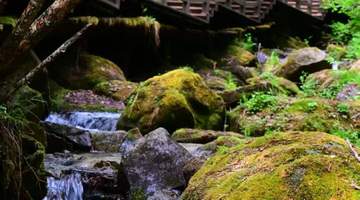 清河妈妈顶、雪乡原始林、威虎山九寨等景区7月16日起恢复开园