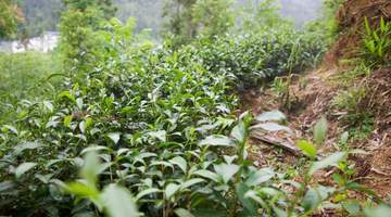 新白村金砂红茶艺活动人气旺 多元体验赋能生态增收路