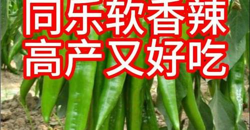 软香辣尖椒软皮椒种子