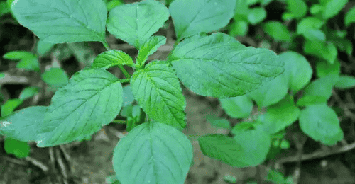 绿苋菜的营养价值?