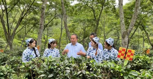 理论创新赋能茶产业|罗大友《搭建“四茶体系” 推动茶产业高质量发展》刊发《中国企业报》