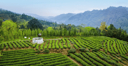 走进马边茶山,邂逅一抹茶香
