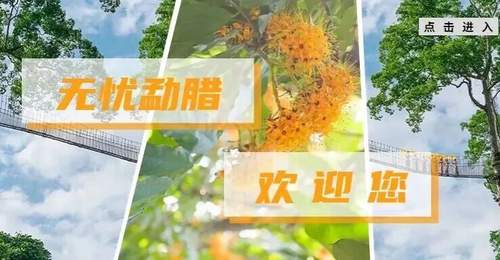 勐腊国学 | 普洱茶古六大茶山之倚邦茶山
