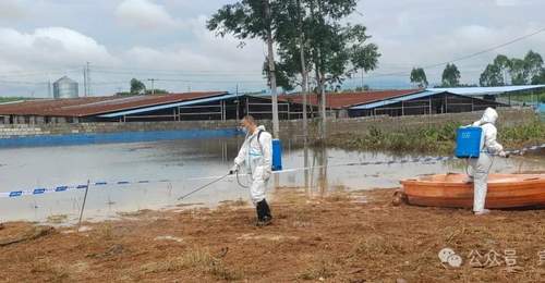 广西宾阳通报“养殖场大量生猪死亡”:积水过深无法通车,死猪一时难以打捞,造成部分死猪在场内漂浮,预计7月11日完成无害化深埋处理