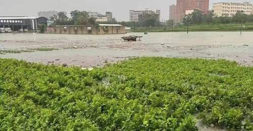 广西洪水之下,“中国茉莉之乡”遭遇灭顶之灾