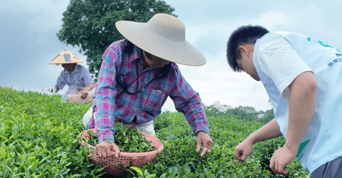 观田间采茶劳作,探产销完整茶链|我院 “笃志向善” 突击队深入茶乡全产业链调研