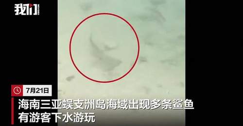 三亚蜈支洲岛海域现多条黑鳍鲨,景区:无攻击性,系生态改善标志