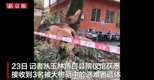 广西玉林博白公园大树倒伏砸伤路人 多部门紧急处置后殡仪馆接收三名遇难者遗体