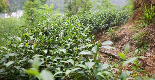 新白村金砂红茶艺活动人气旺 多元体验赋能生态增收路