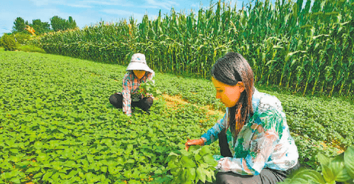 游客打卡河南限定荆芥柠檬茶 从田间到舌尖的乡土风味成文旅爆款