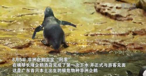 游客近距离围观!横琴长隆非洲企鹅宝宝完成首次下水亮相
