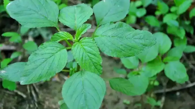 绿苋菜的营养价值?