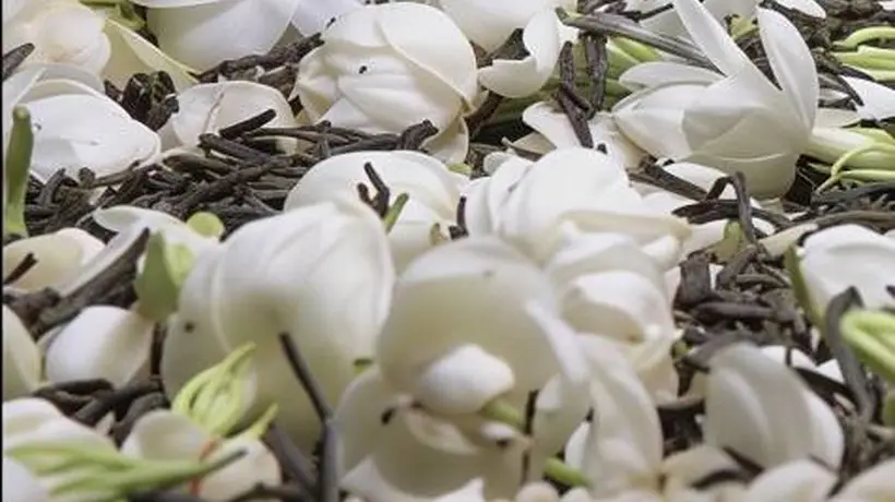 喝茉莉花茶只是骗骗舌头嘛?30秒内讲清楚