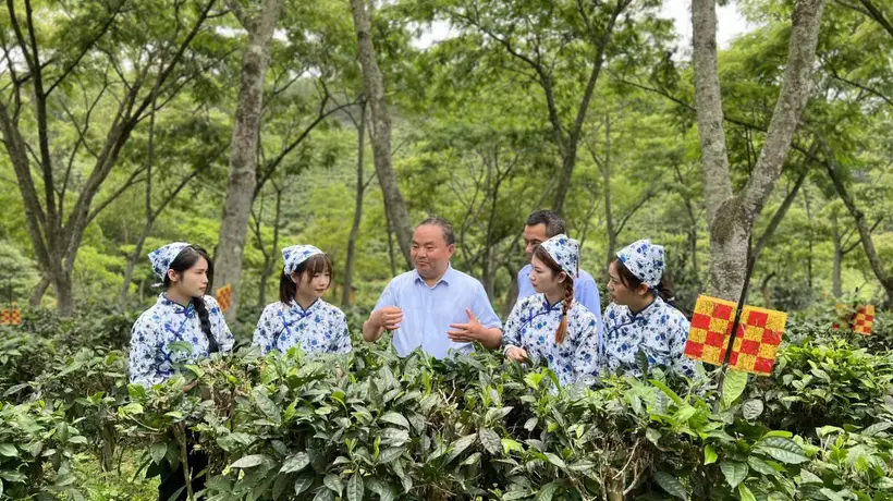 理论创新赋能茶产业|罗大友《搭建“四茶体系” 推动茶产业高质量发展》刊发《中国企业报》