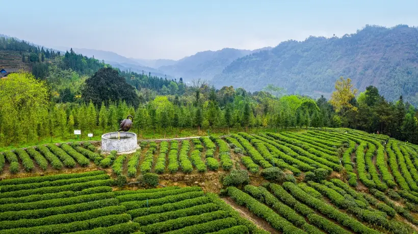走进马边茶山,邂逅一抹茶香