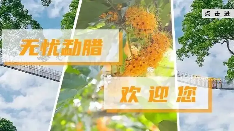 勐腊国学 | 普洱茶古六大茶山之倚邦茶山