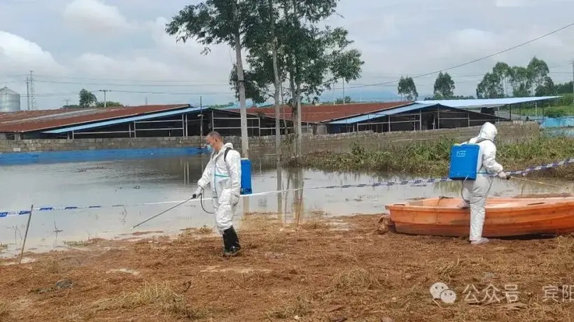广西宾阳通报“养殖场大量生猪死亡”:积水过深无法通车,死猪一时难以打捞,造成部分死猪在场内漂浮,预计7月11日完成无害化深埋处理
