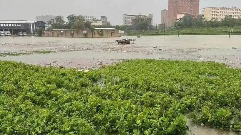广西洪水之下,“中国茉莉之乡”遭遇灭顶之灾