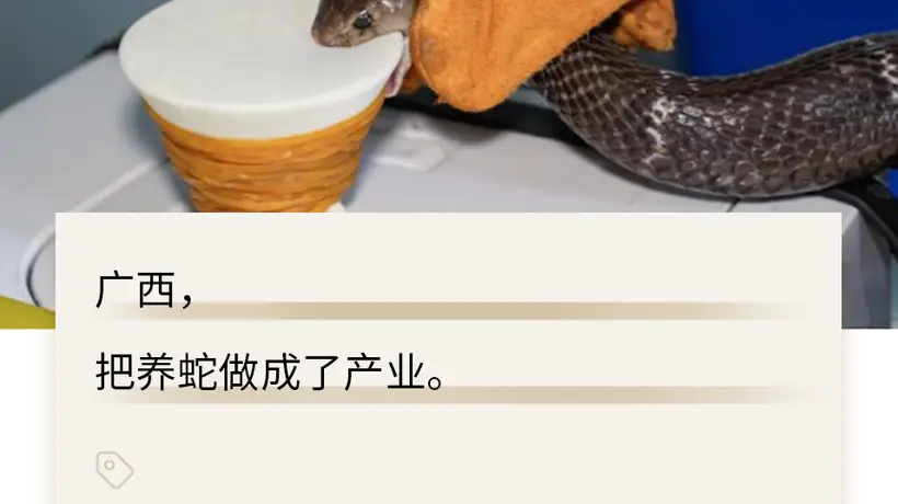 被冲毁的广西养蛇场,藏着500亿的大生意