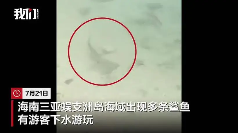 三亚蜈支洲岛海域现多条黑鳍鲨，景区：无攻击性，系生态改善标志