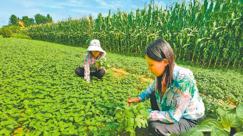 游客打卡河南限定荆芥柠檬茶 从田间到舌尖的乡土风味成文旅爆款