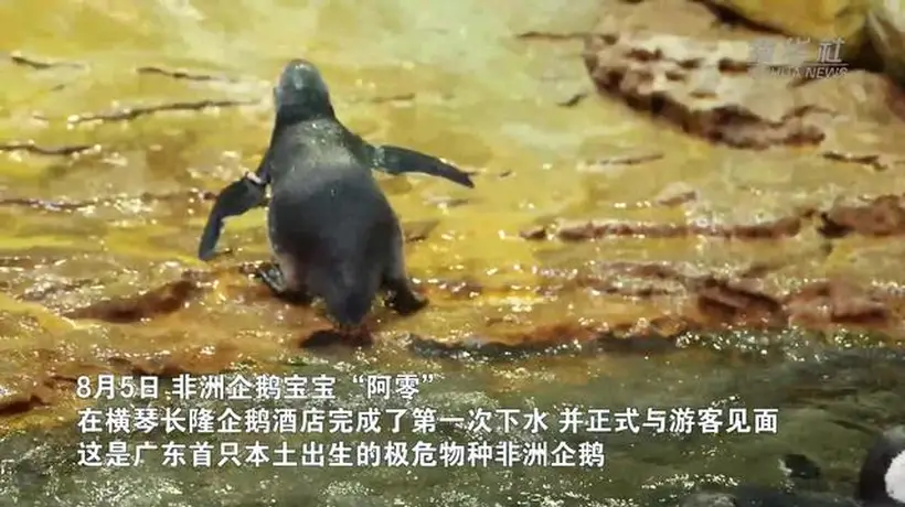 游客近距离围观！横琴长隆非洲企鹅宝宝完成首次下水亮相