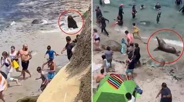 7.13日：快往高处跑呀，加州海滩的暴躁巨型海狮疯狂追人，现场场面一度失控