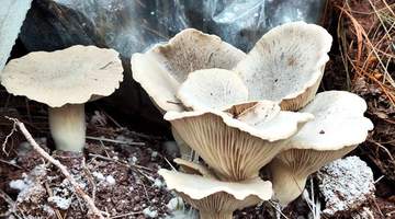 来凉山赴一场菌子之约 舌尖品山野里的鲜活滋味