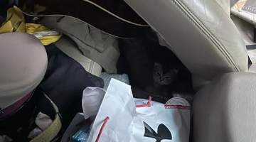 朋友打电话骂我偷猫，刚想回怼…“你什么时候上车的？”