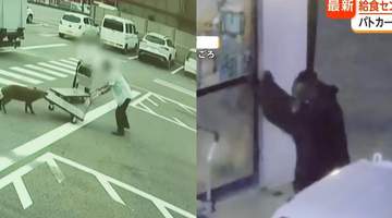 野猪街头打擂台,黑熊纵享“霸王餐”……日本迎来野生动物暑期“City Walk”潮?!