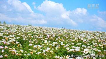内蒙古:邂逅牙克石清凉夏日盛景