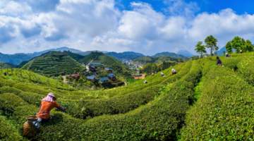 福建大田:盛夏出“金叶” 高山茶飘香