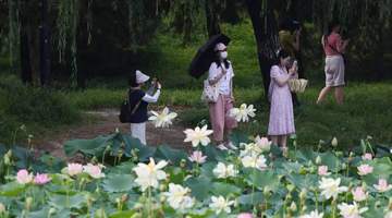 圆明园第三十一届荷花节打造夏日文旅盛会，千亩荷花迎最佳观赏期