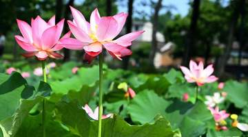 河南新县:荷花盛放引客来